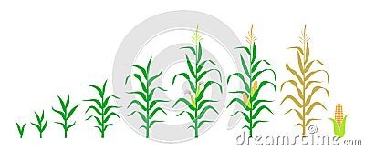 Cycle of growth of a corn. Isolated corn on white background Vector Illustration